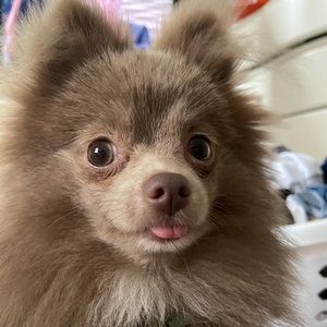 Meet your Posher, Jocelyn